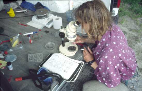 a real scientist several years later_determining embryo stages in stickleback eggs - while smoking