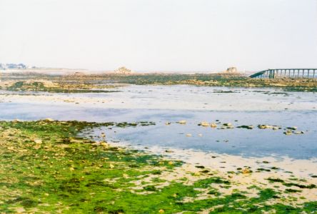 View from Roscoff at low tide